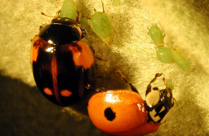 Beneficios para el medioambiente