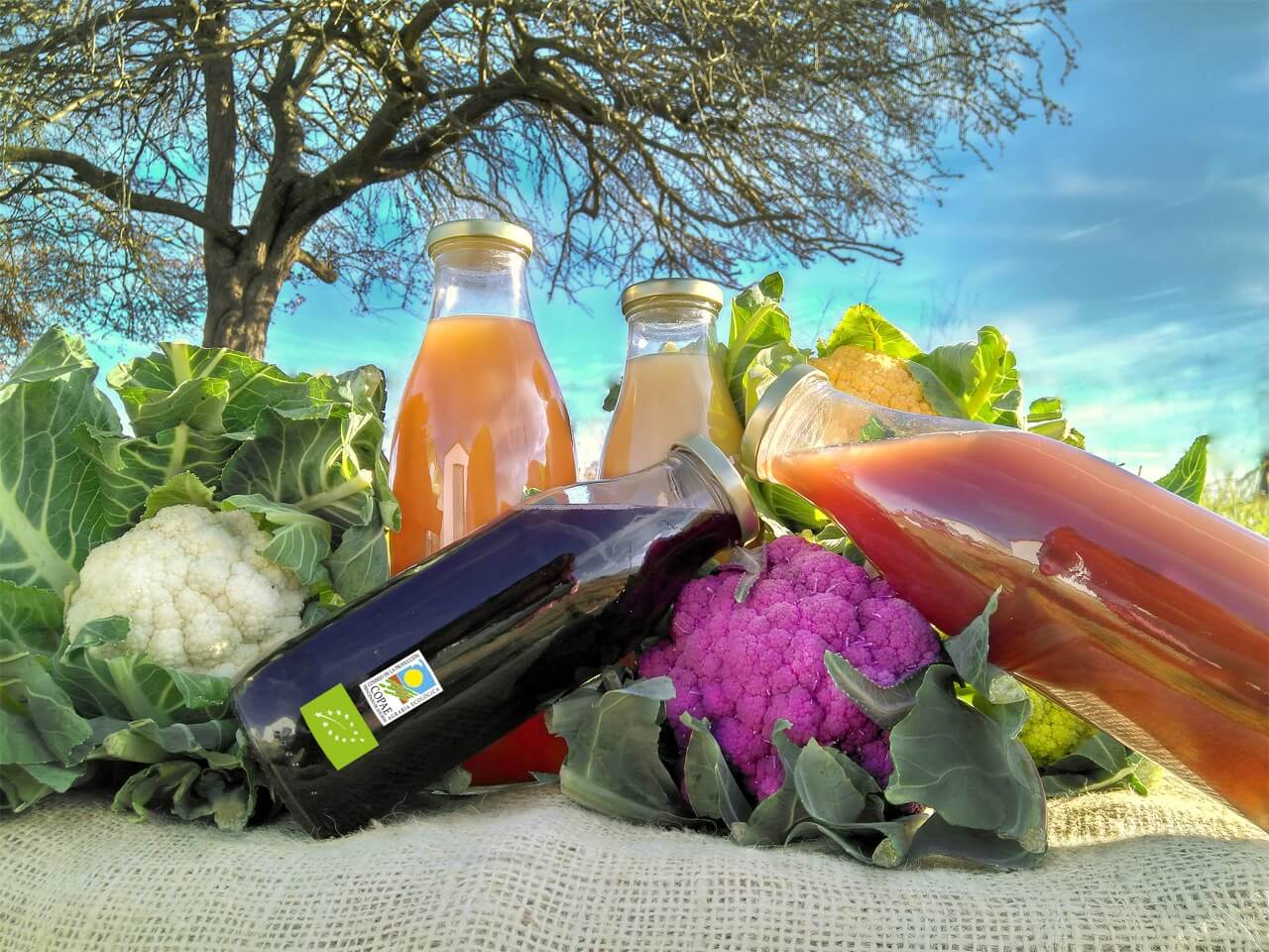 ¿Qué son los alimentos ecológicos?