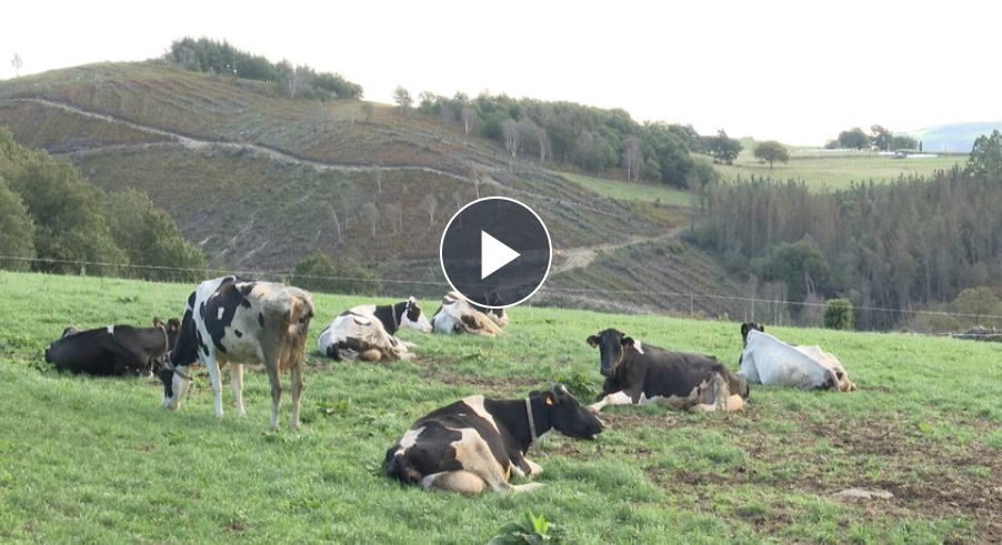 Ganadería ecológica en Asturias
