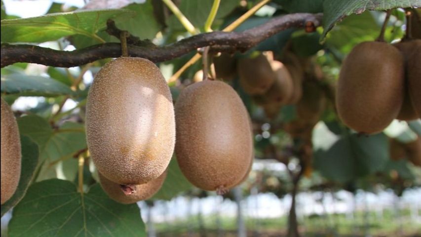 Kiwi ecológico- Boletín de noticias COPAE Octubre