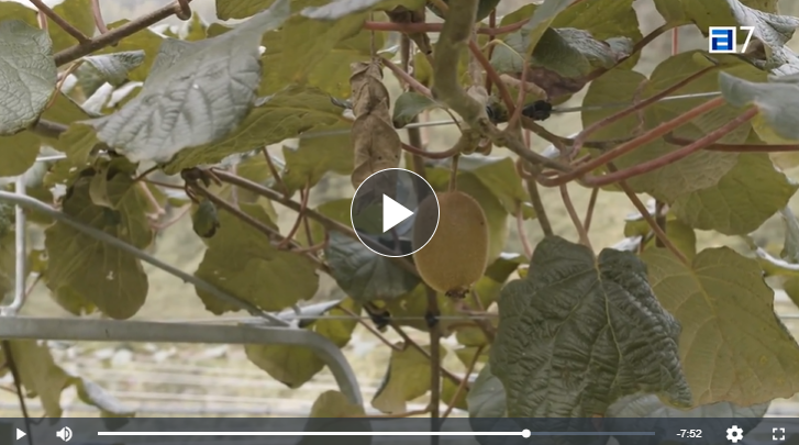 Kiwi_Ecológico_Yo_Soy_Rural_TPA