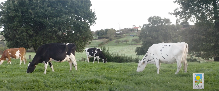 Miniatura vídeo alimentos COPAE
